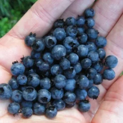 Wild Lowbush Blueberry Plant - 1 Gallon