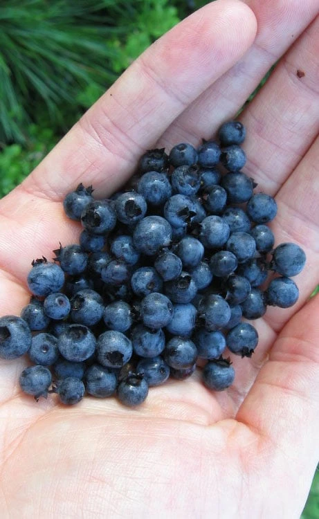 Wild Lowbush Blueberry Plant - 1 Gallon 1 Wild Lowbush Blueberry Plant - 1 Gallon