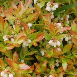 Wild Lowbush Blueberry Plant - 1 Gallon 12 Wild Lowbush Blueberry Plant - 1 Gallon -Garden Supplies Sales 2024 vaccinium angustifolium low bush blueberry 9