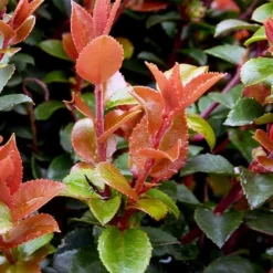 Evergreen Huckleberry (Vaccinium Ovatum) -3 Gallon Pot -Garden Supplies Sales 2024 vaccinium ovatum evergreen huckleberry 10