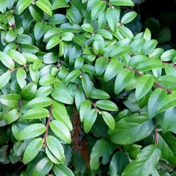 Evergreen Huckleberry (Vaccinium Ovatum) -3 Gallon Pot -Garden Supplies Sales 2024 vaccinium ovatum evergreen huckleberry 12