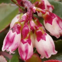 Evergreen Huckleberry (Vaccinium Ovatum) -3 Gallon Pot -Garden Supplies Sales 2024 vaccinium ovatum evergreen huckleberry 4