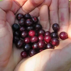 Evergreen Huckleberry (Vaccinium Ovatum) -3 Gallon Pot -Garden Supplies Sales 2024 vaccinium ovatum evergreen huckleberry 5