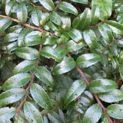 Evergreen Huckleberry (Vaccinium Ovatum) -3 Gallon Pot -Garden Supplies Sales 2024 vaccinium ovatum evergreen huckleberry 7