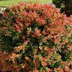 Evergreen Huckleberry (Vaccinium Ovatum) -3 Gallon Pot -Garden Supplies Sales 2024 vaccinium ovatum evergreen huckleberry 8