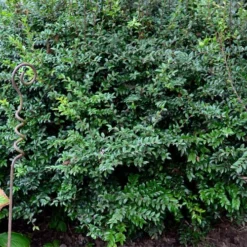 Evergreen Huckleberry (Vaccinium Ovatum) -3 Gallon Pot -Garden Supplies Sales 2024 vaccinium ovatum evergreen huckleberry 9