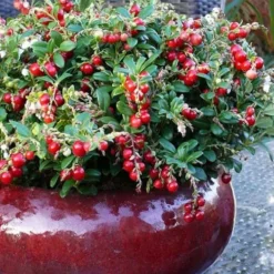 Red Candy Ligonberry (Vaccinum Vitis-idaea) - 1 Gallon