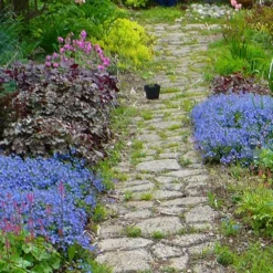 Georgia Blue Veronica Umbrosa - 1 Gallon Pot -Garden Supplies Sales 2024 veronica peduncularis georgia blue speedwell 1 1