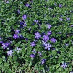 Bigleaf Periwinkle (Vinca Major) - 8 Pack Of 2.5" Pots -Garden Supplies Sales 2024 vinca major bigleaf periwinkle 10 1
