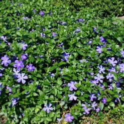 Bigleaf Periwinkle (Vinca Major) - 8 Pack Of 2.5" Pots -Garden Supplies Sales 2024 vinca major bigleaf periwinkle 11 1