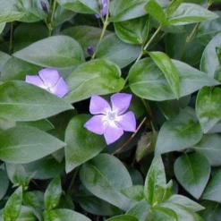 Bigleaf Periwinkle (Vinca Major) - 8 Pack Of 2.5" Pots -Garden Supplies Sales 2024 vinca major bigleaf periwinkle 12 1