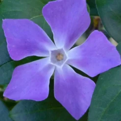 Bigleaf Periwinkle (Vinca Major) - 18 Pack Of Pint Pots