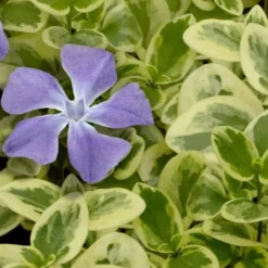 Expoflora Variegated Bigleaf Periwinkle (Vinca Major) - 6 Pack Of Pint Pots