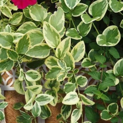 Expoflora Variegated Bigleaf Periwinkle (Vinca Major) - 6 Pack Of Pint Pots -Garden Supplies Sales 2024 vinca major expoflora variegated periwinkle 4