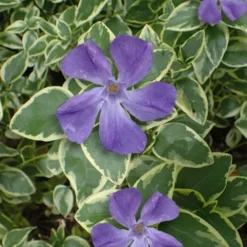 Variegated Bigleaf Periwinkle (Vinca Major 'Variegata') - 18 Pack Of Pint Pots -Garden Supplies Sales 2024 vinca major variegata big leaf periwinkle 10