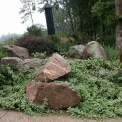 Variegated Bigleaf Periwinkle (Vinca Major 'Variegata') - 6 Pack Of Pint Pots -Garden Supplies Sales 2024 vinca major variegata big leaf periwinkle 12 2