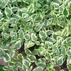 Variegated Bigleaf Periwinkle (Vinca Major 'Variegata') - 18 Pack Of Pint Pots -Garden Supplies Sales 2024 vinca major variegata big leaf periwinkle 14