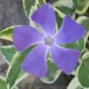 Variegated Bigleaf Periwinkle (Vinca Major 'Variegata') - 18 Pack Of Pint Pots