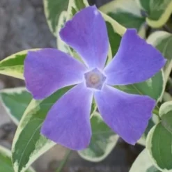 Variegated Bigleaf Periwinkle (Vinca Major 'Variegata') - 18 Pack Of Pint Pots
