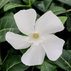 White Evergreen Periwinkle (Vinca Minor 'Alba') - 5 Pack Of Pint Pots -Garden Supplies Sales 2024 vinca minor alba white evergreen periwinkle 1