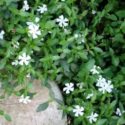 White Evergreen Periwinkle (Vinca Minor 'Alba') - 6 Pack Of Pint Pots -Garden Supplies Sales 2024 vinca minor alba white evergreen periwinkle 2 1