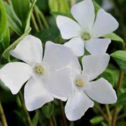 White Evergreen Periwinkle (Vinca Minor 'Alba') - 6 Pack Of Pint Pots