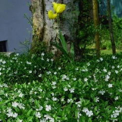 White Evergreen Periwinkle (Vinca Minor 'Alba') - 5 Pack Of Pint Pots -Garden Supplies Sales 2024 vinca minor alba white evergreen periwinkle 6