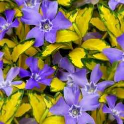 Illumination Variegated Periwinkle (Vinca Minor) - 6 Pack Of Pint Pots -Garden Supplies Sales 2024 vinca minor illumination 10 1