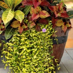 Illumination Variegated Periwinkle (Vinca Minor) - 10 Pack Of Pint Pots -Garden Supplies Sales 2024 vinca minor illumination 7