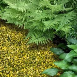 Illumination Variegated Periwinkle (Vinca Minor) - 5 Pack Of Pint Pots -Garden Supplies Sales 2024 vinca minor illumination 8 2