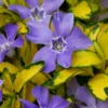 Illumination Variegated Periwinkle (Vinca Minor) - 6 Pack Of Pint Pots