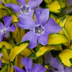 Illumination Variegated Periwinkle (Vinca Minor) - 10 Pack Of Pint Pots