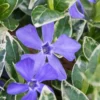 Ralph Shugert Variegated Periwinkle (Vinca Minor) - 6 Pack Of Pint Pots