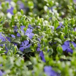 Ralph Shugert Variegated Periwinkle (Vinca Minor) - 6 Pack Of Pint Pots -Garden Supplies Sales 2024 vinca minor ralph shugert variegated evergreen periwinkle 3 2