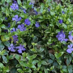 Ralph Shugert Variegated Periwinkle - Vinca Minor - 5 Pack Of Pint Pots -Garden Supplies Sales 2024 vinca minor ralph shugert variegated evergreen periwinkle 4