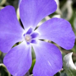 Ralph Shugert Variegated Periwinkle - Vinca Minor - 18 Pack Of Pint Pots -Garden Supplies Sales 2024 vinca minor ralph shugert variegated evergreen periwinkle 6 4