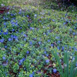 Ralph Shugert Variegated Periwinkle (Vinca Minor) - 10 Pack Of Pint Pots -Garden Supplies Sales 2024 vinca minor ralph shugert variegated evergreen periwinkle 7 3