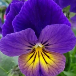 Celestial Northern Lights Hardy Viola - 5 Pack Of Quarts -Garden Supplies Sales 2024 viola celestial northern lights 2