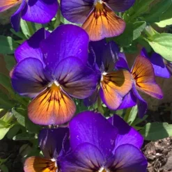 Celestial Northern Lights Hardy Viola - 5 Pack Of Quarts