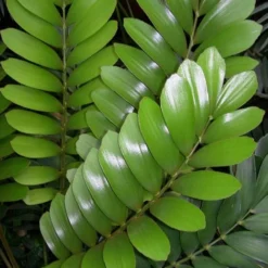 Coontie Palm (Zamia Pumila) - 7 Gallon Pot -Garden Supplies Sales 2024 zamia pumila florida coontie 3