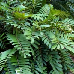 Coontie Palm (Zamia Pumila) - 7 Gallon Pot
