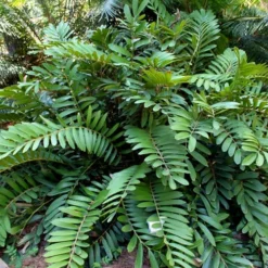 Coontie Palm (Zamia Pumila) - 7 Gallon Pot -Garden Supplies Sales 2024 zamia pumila florida coontie 5